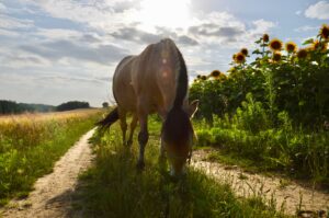 Blog bannière Vasco et tournesol