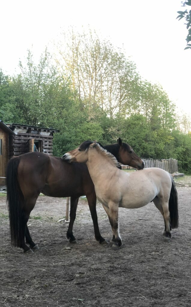 Allo grooming Notaire et Vasco