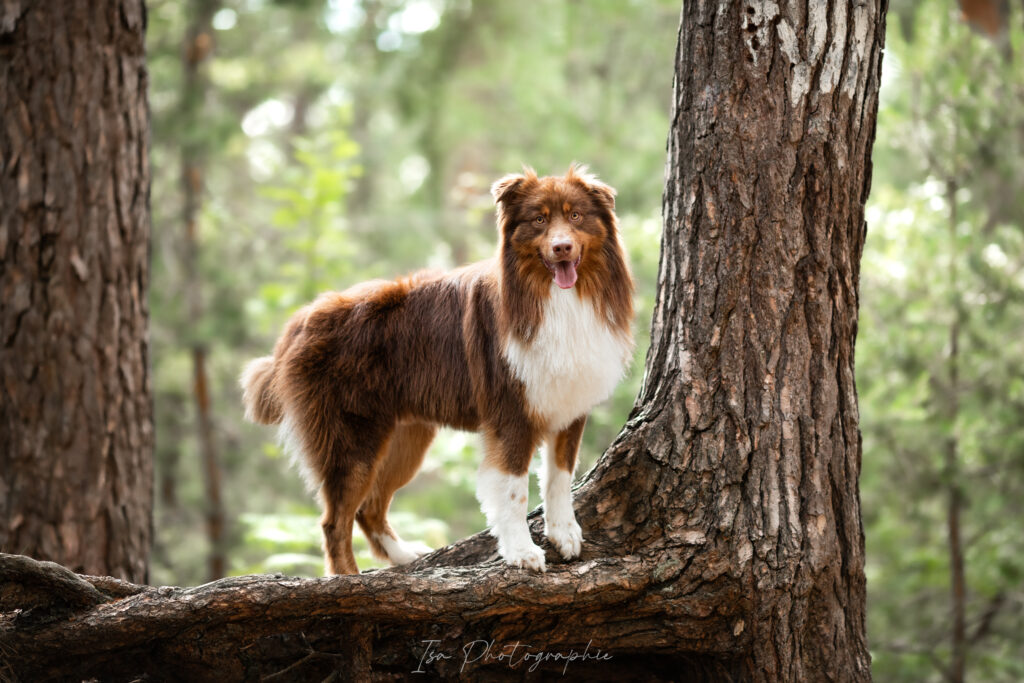 Sirius chien berger australien