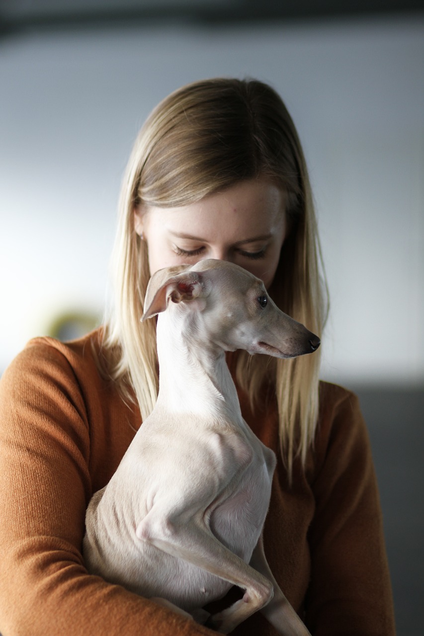 dog, pet, italian greyhound-6734749.jpg