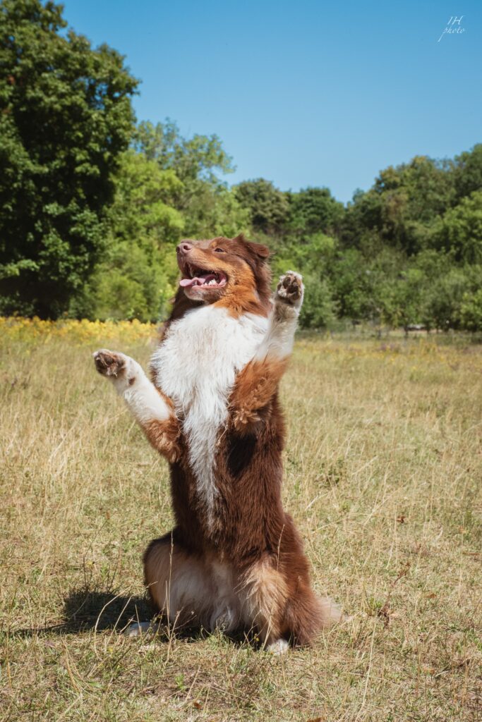 Tours le beau avec Sirius chien