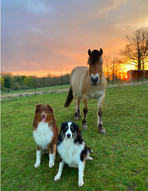 Chiens de berger et cheval