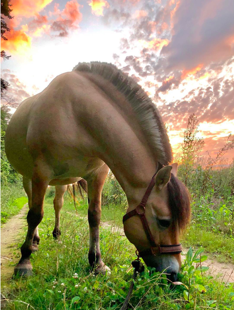 Cheval Vasco qui broute avec sunset